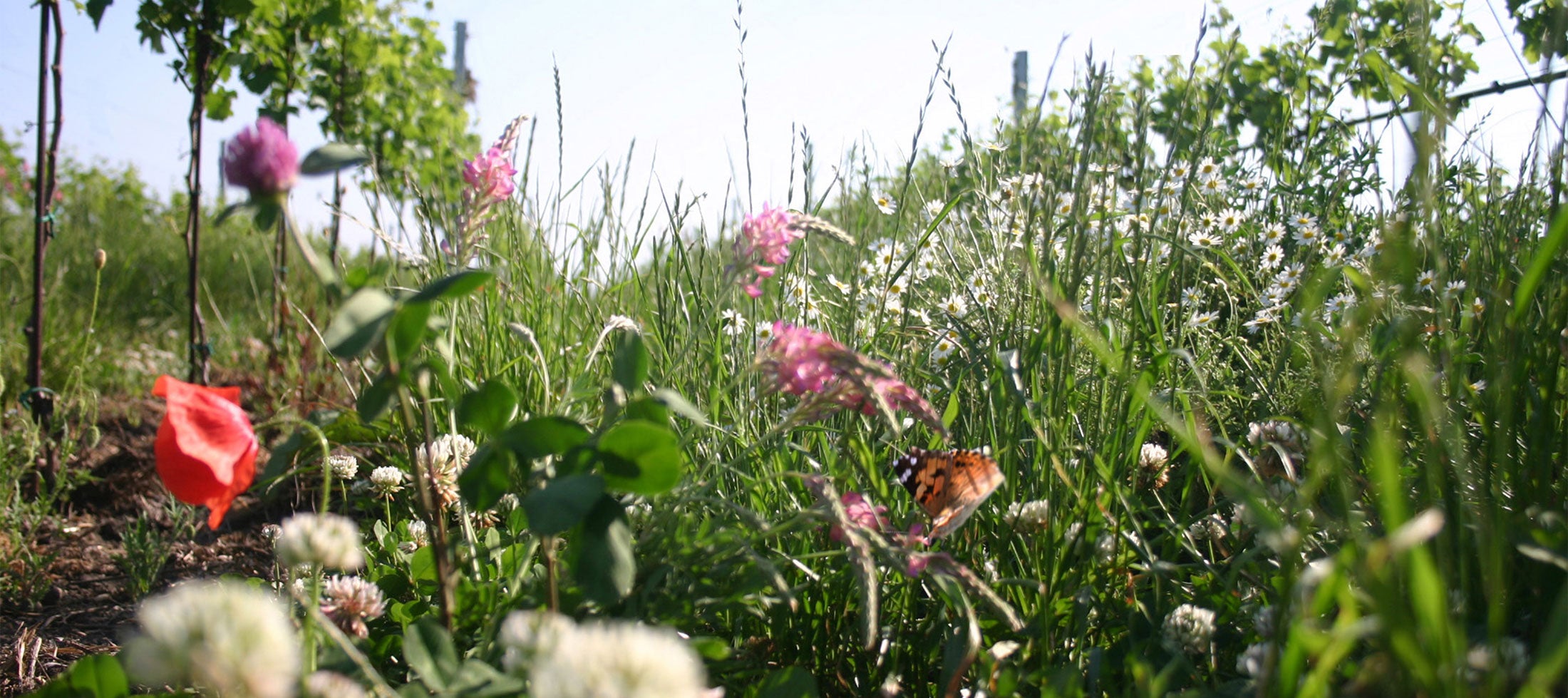 Flowers and butterflies thrive in the Meinklang biodynamic vineyard